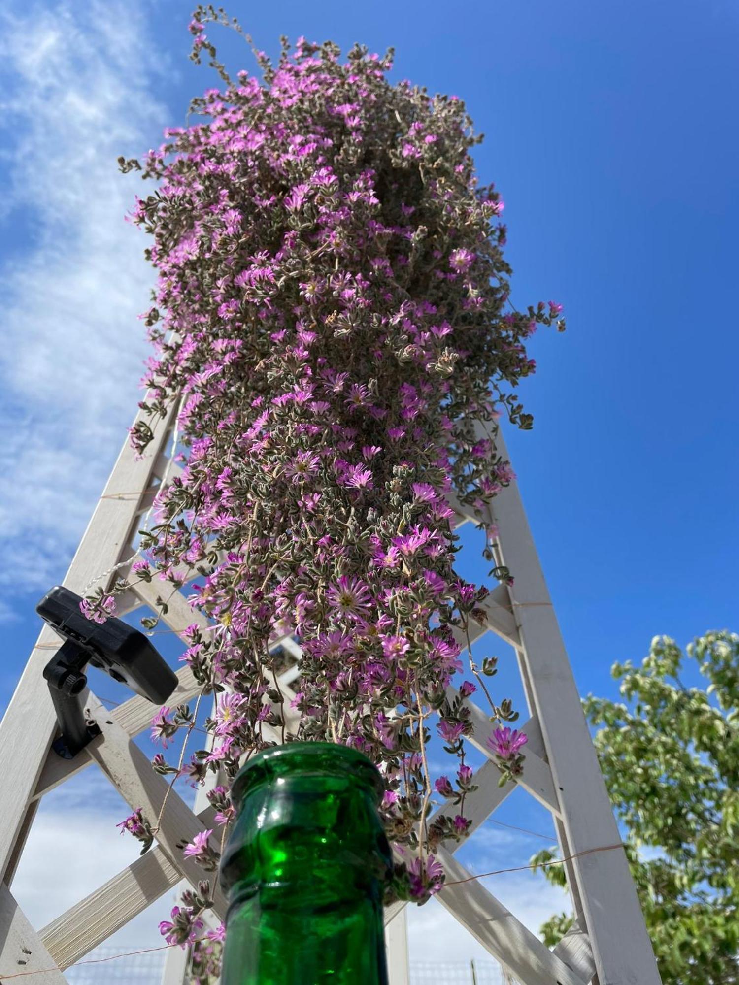 I Trulli Dei Nonni Evelin Martina Franca Exterior foto